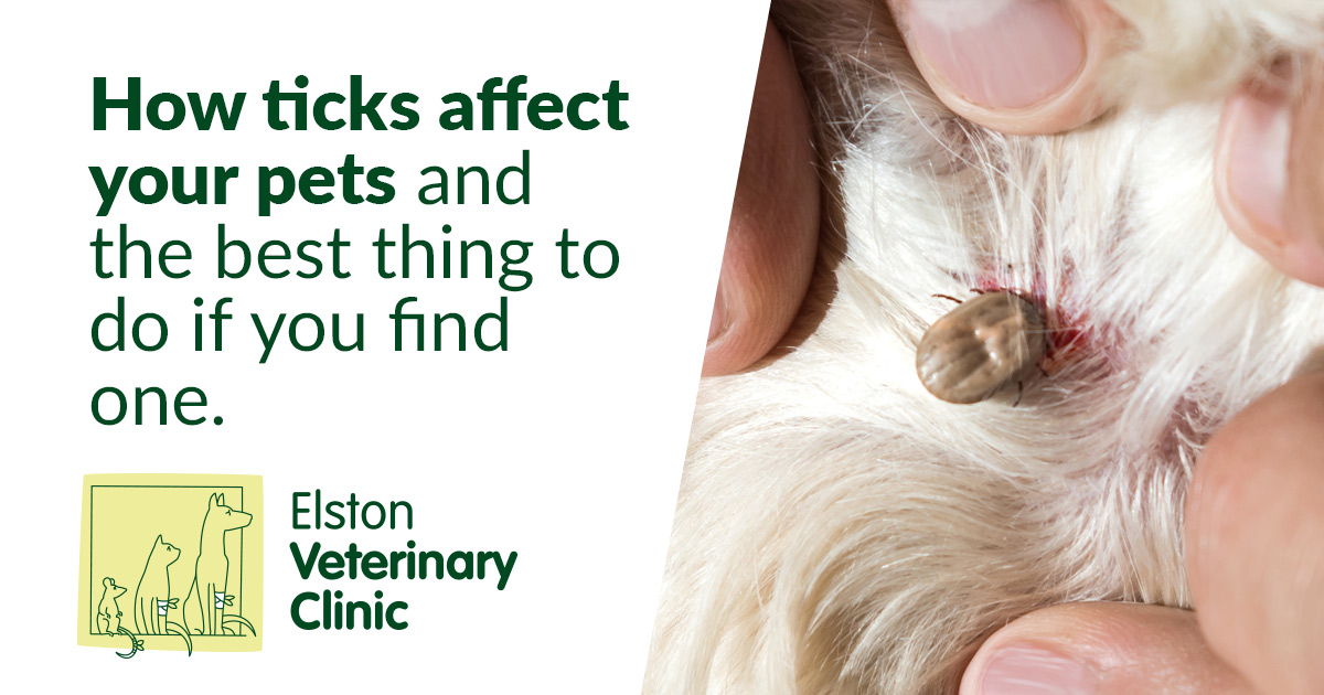 how-ticks-affect-your-pets-and-the-best-thing-to-do-if-you-find-one