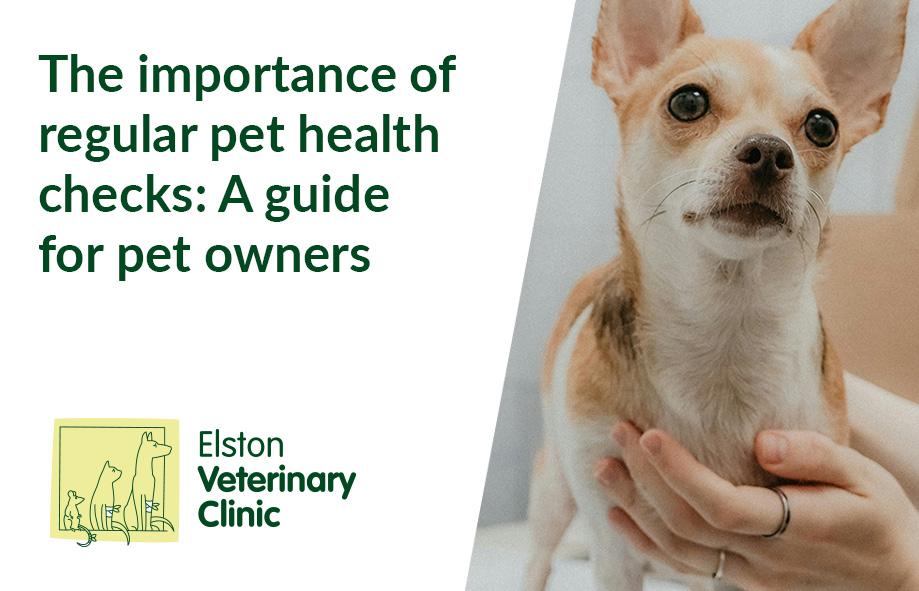 The importance of regular pet health checks: A guide for pet owners