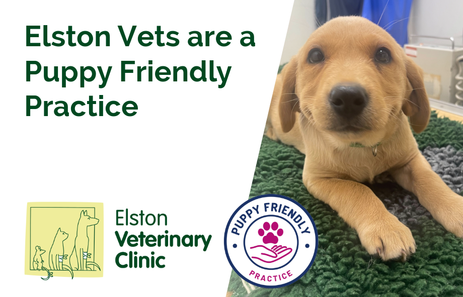Elston Vets are a Puppy Friendly Practice