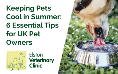 Keeping Pets Cool in Summer: 6 Essential Tips for UK Pet Owners