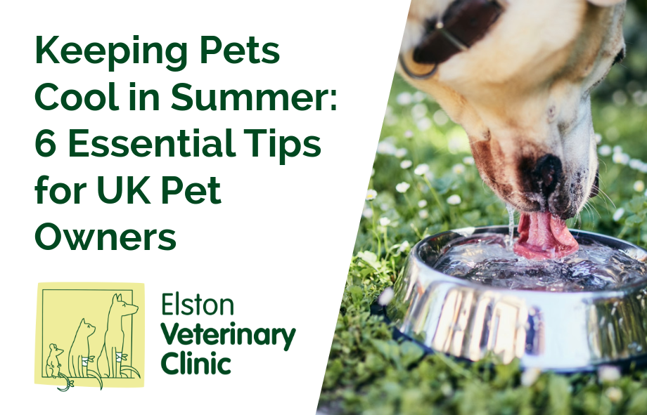 Keeping Pets Cool in Summer: 6 Essential Tips for UK Pet Owners