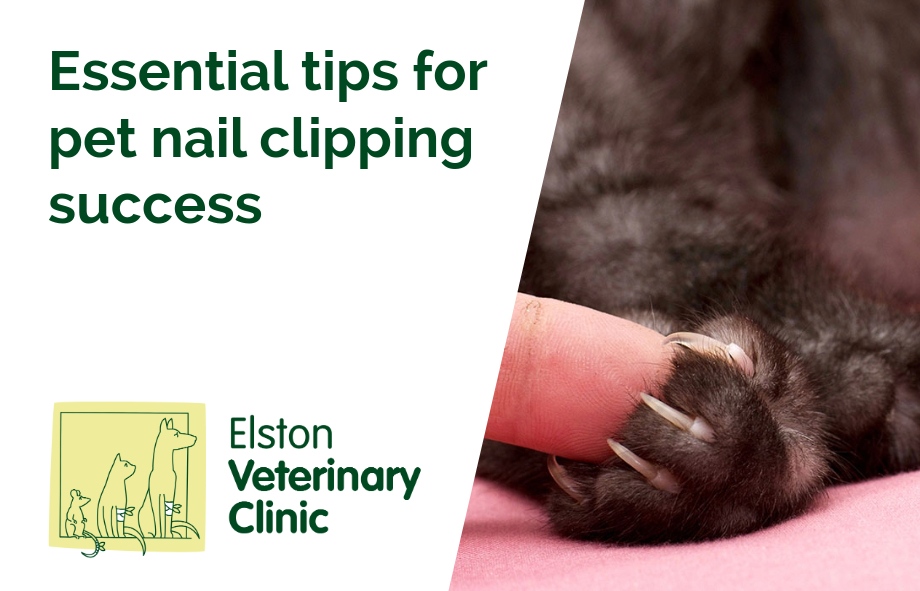 Essential tips for pet nail clipping success