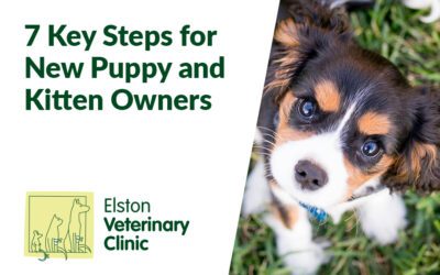 7 Key Steps for New Puppy and Kitten Owners: A Comprehensive Guide to Happy and Healthy Pets