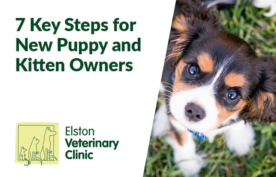 7 Key Steps for New Puppy and Kitten Owners: A Comprehensive Guide to Happy and Healthy Pets