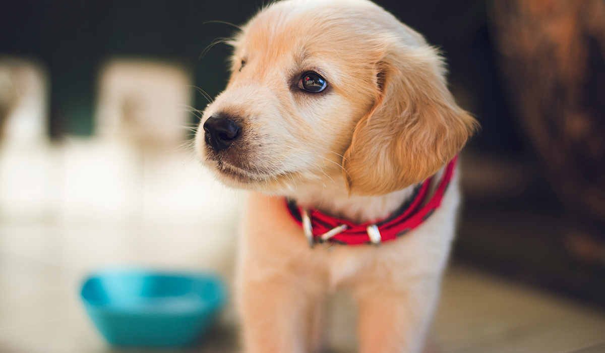 7 Key Steps for New Puppy and Kitten Owners