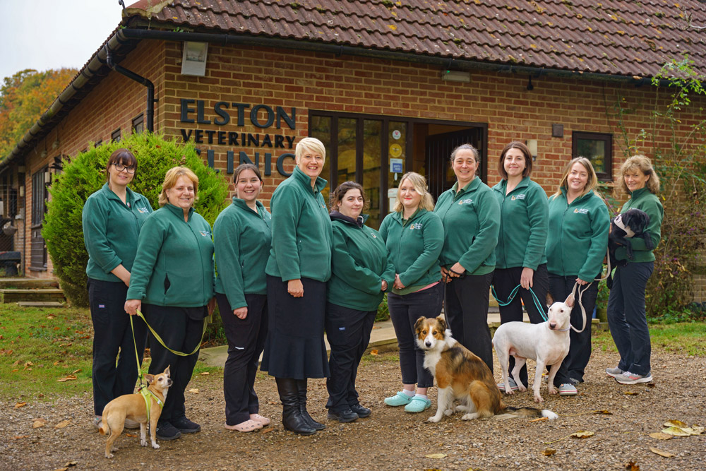 Elston Vets Team | Independent Vets in Shrewton Wiltshire