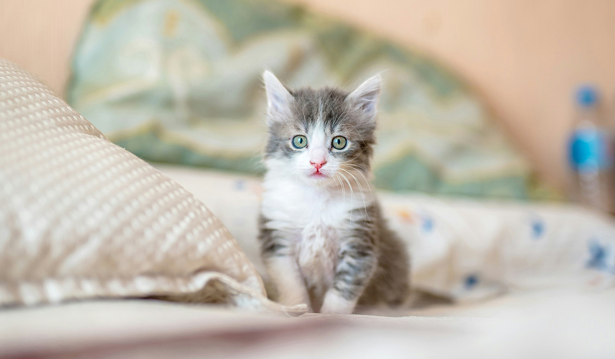 7 Key Steps for New Puppy and Kitten Owners