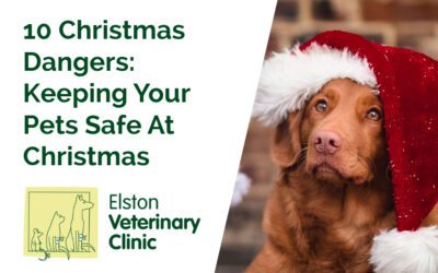 10 Christmas Dangers: Keeping Your Pets Safe At Christmas