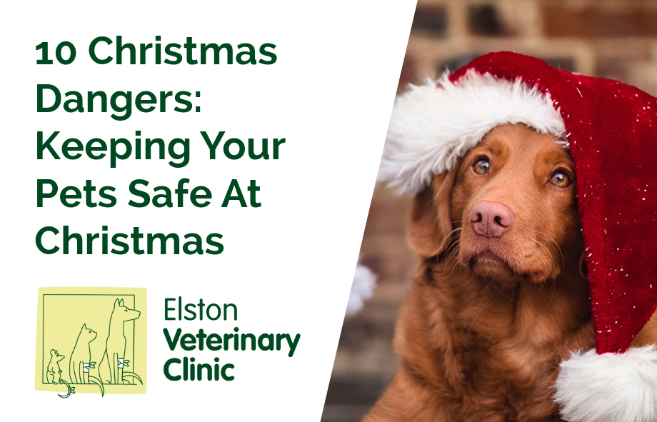 10 Christmas Dangers: Keeping Your Pets Safe At Christmas